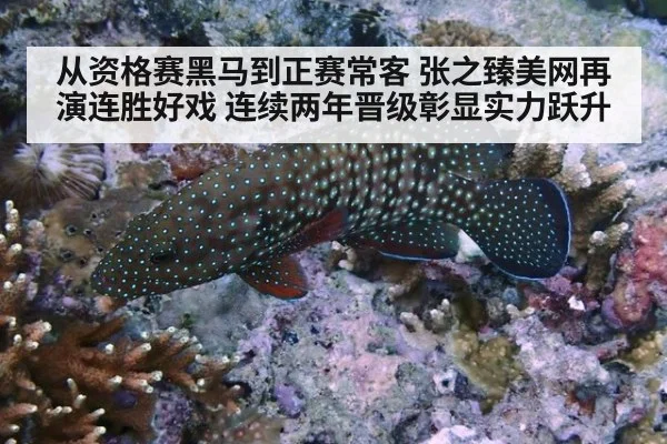 从资格赛黑马到正赛常客 张之臻美网再演连胜好戏 连续两年晋级彰显实力跃升